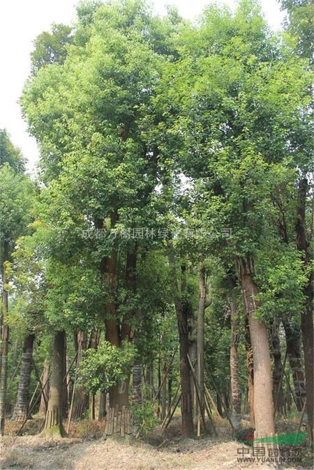 供應香樟  38-40公分大喬香樟 香樟工程苗 萬(wàn)樹(shù)園林供應