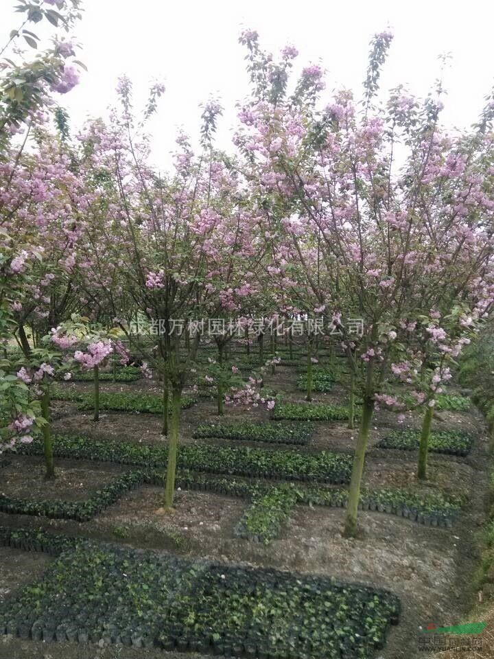 供應(yīng)櫻花 成都櫻花 櫻花工程苗 櫻花行道樹 櫻花價(jià)格