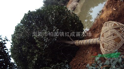 供應(yīng)湖南桂花小苗、湖南移栽桂花價(jià)格、8-20公分桂花樹