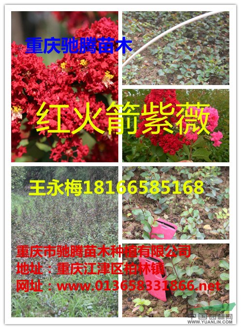 紅火球@湖北四川紅火箭@重慶紅火箭馳騰苗木