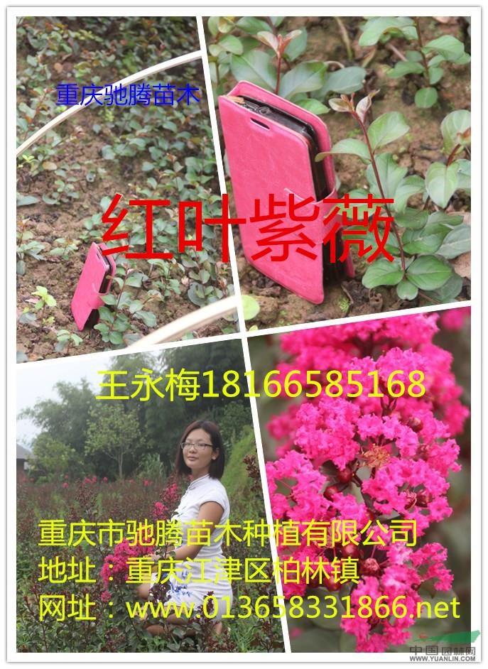 紅火球@湖北四川紅火箭@重慶紅火箭馳騰苗木
