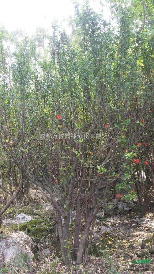 供應(yīng)花石榴 成都花石榴 花石榴苗木價格 萬樹園林供應(yīng)