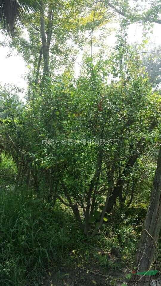 供應(yīng)花石榴 成都花石榴 花石榴苗木價格 萬樹園林供應(yīng)