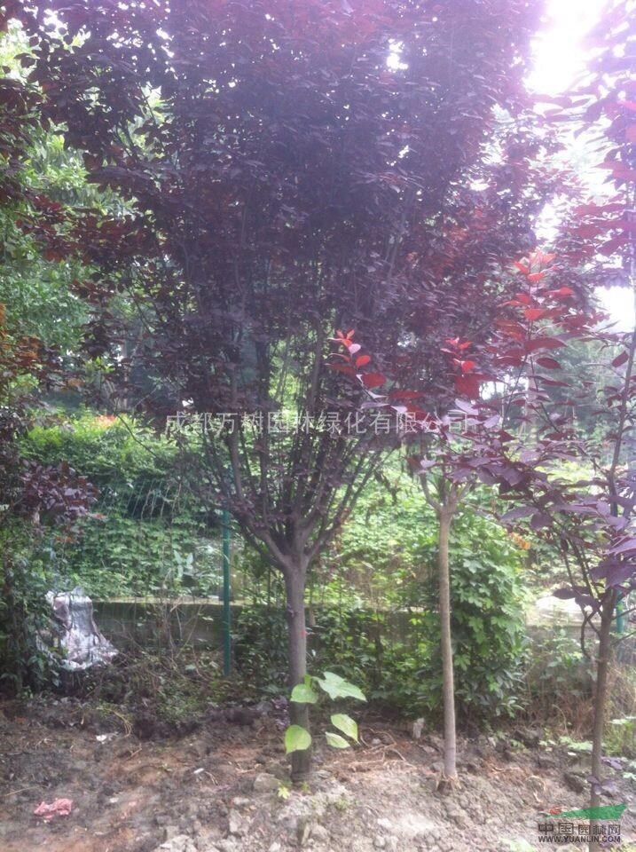 供應(yīng)紅葉李 紅葉李園林綠化苗 紅葉李價格 萬樹園林供應(yīng)