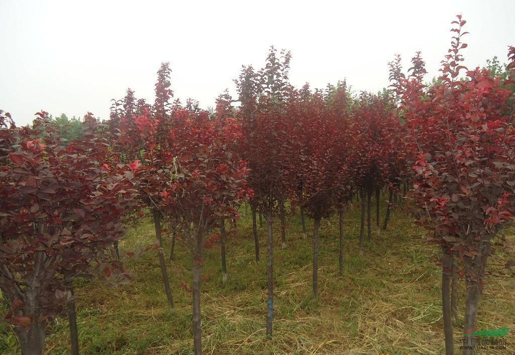 桂花、桂花產地、桂花價格、桂花種植、桂花基地