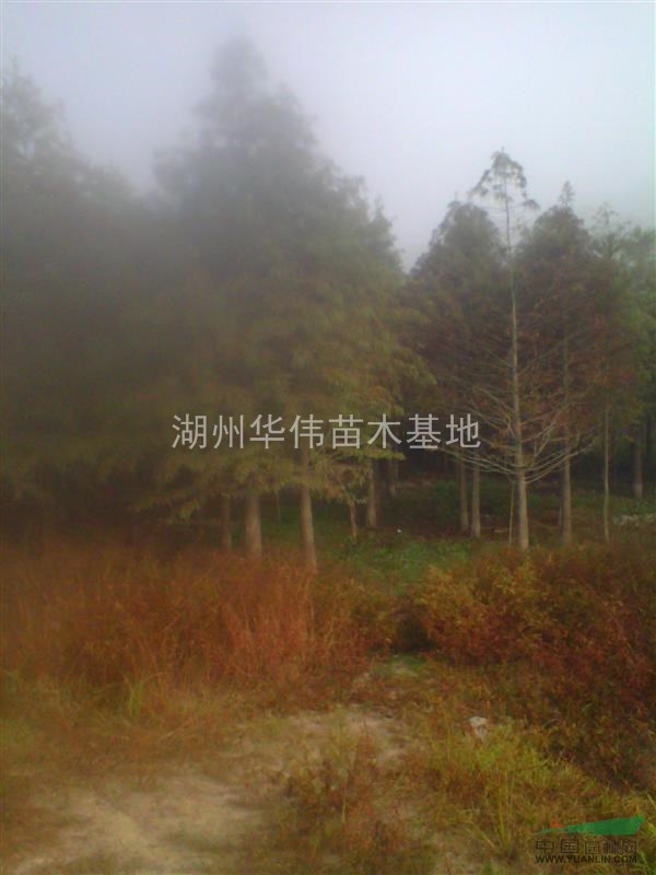 8公分-20公分落羽杉