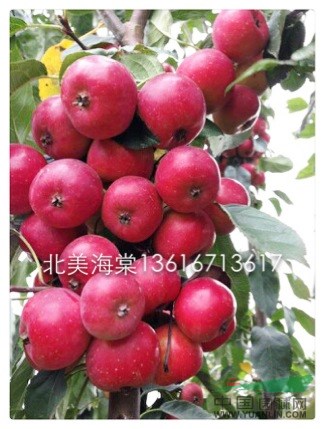 北美海棠之紅巴倫1