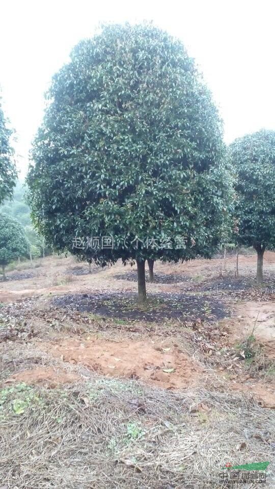 10公分桂花，12公分桂花，15公分桂花，廣西地區(qū)桂花