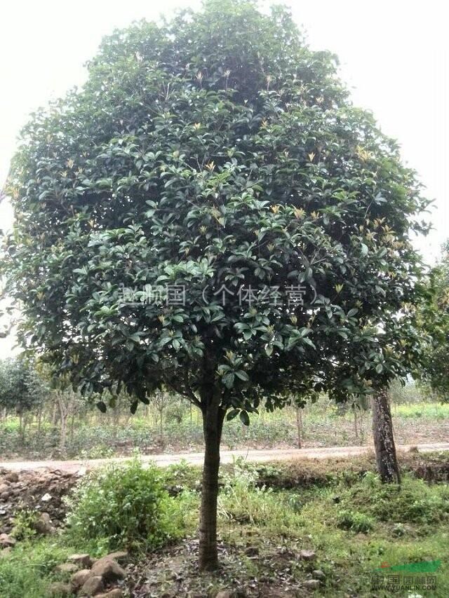 10公分桂花，12公分桂花，15公分桂花，廣西地區(qū)桂花