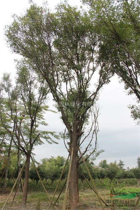供應(yīng)國(guó)槐 成都國(guó)槐工程苗 國(guó)槐照片 國(guó)槐價(jià)格 萬(wàn)樹(shù)園林供應(yīng)