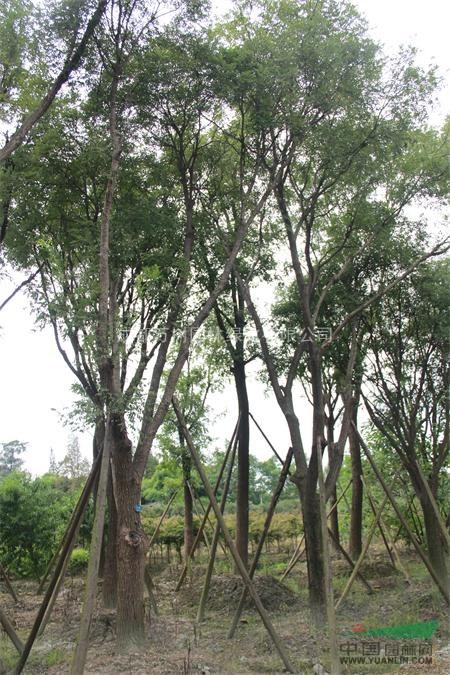 供應(yīng)國(guó)槐 成都國(guó)槐工程苗 國(guó)槐照片 國(guó)槐價(jià)格 萬(wàn)樹(shù)園林供應(yīng)