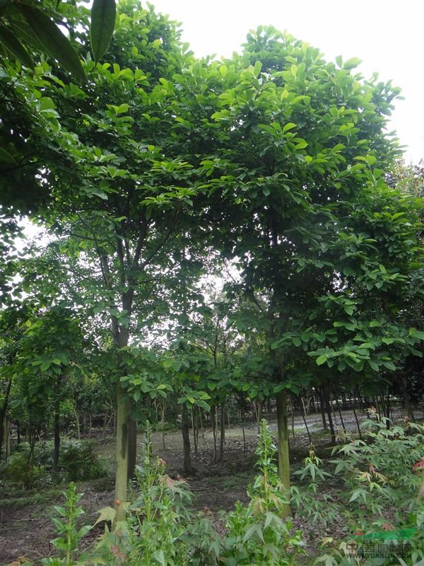 供應(yīng)14-16白玉蘭，成都白玉蘭價(jià)格，成都白玉蘭基地