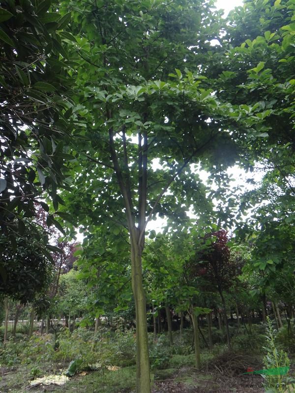 供應(yīng)14-16白玉蘭，成都白玉蘭價(jià)格，成都白玉蘭基地