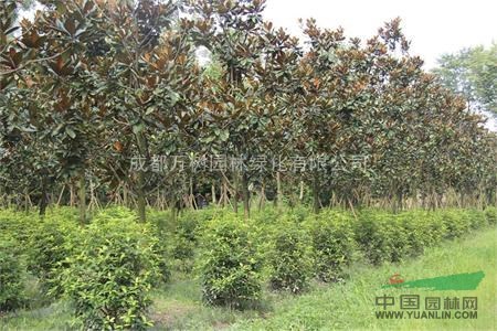 供應(yīng)廣玉蘭 成都廣玉蘭園林工程苗 廣玉蘭照片 萬樹園林供應(yīng)
