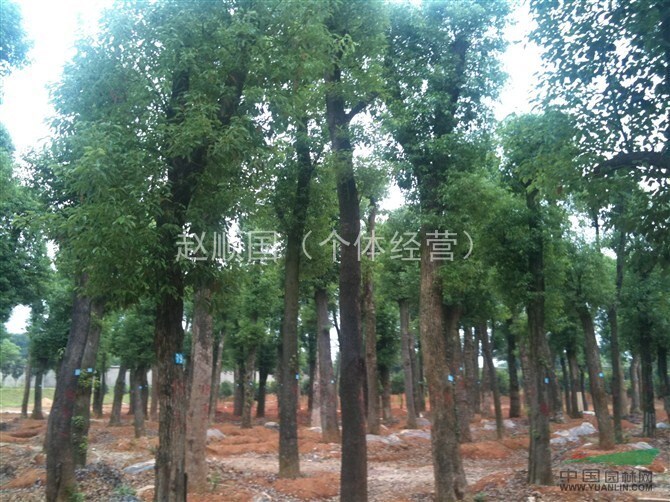 桂林香樟樹，15公分香樟