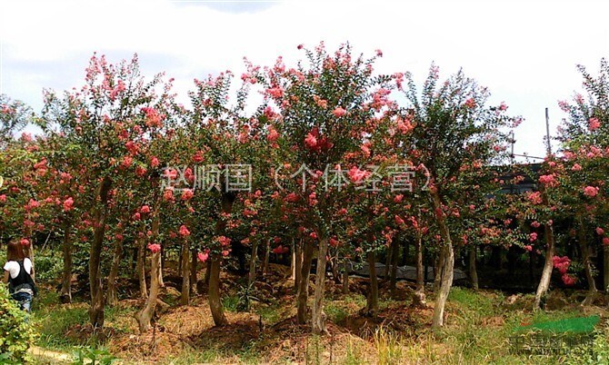 湖南紫薇，大量供應(yīng)紫薇
