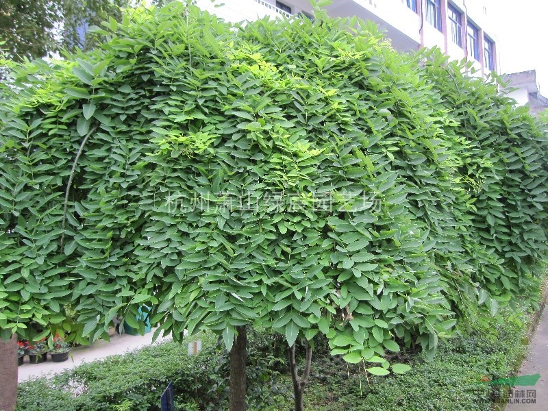 浙江蕭山龍爪槐米徑5cm-12cm