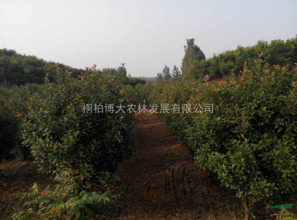 河南優(yōu)質(zhì)紅葉石楠球 紅葉石楠球價(jià)格優(yōu)惠
