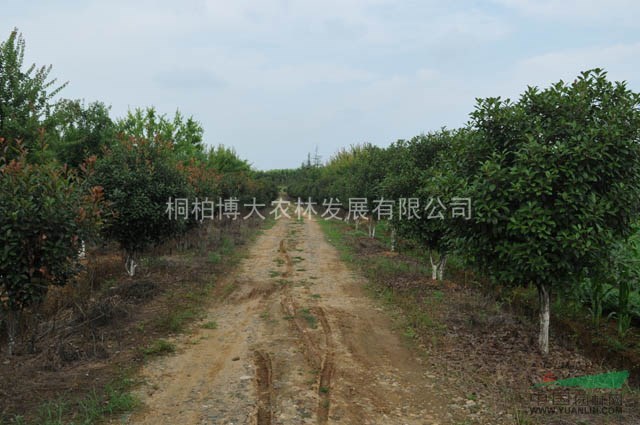 紅葉石楠球 河南紅葉石楠基地 紅葉石楠球自產(chǎn)自銷(xiāo)