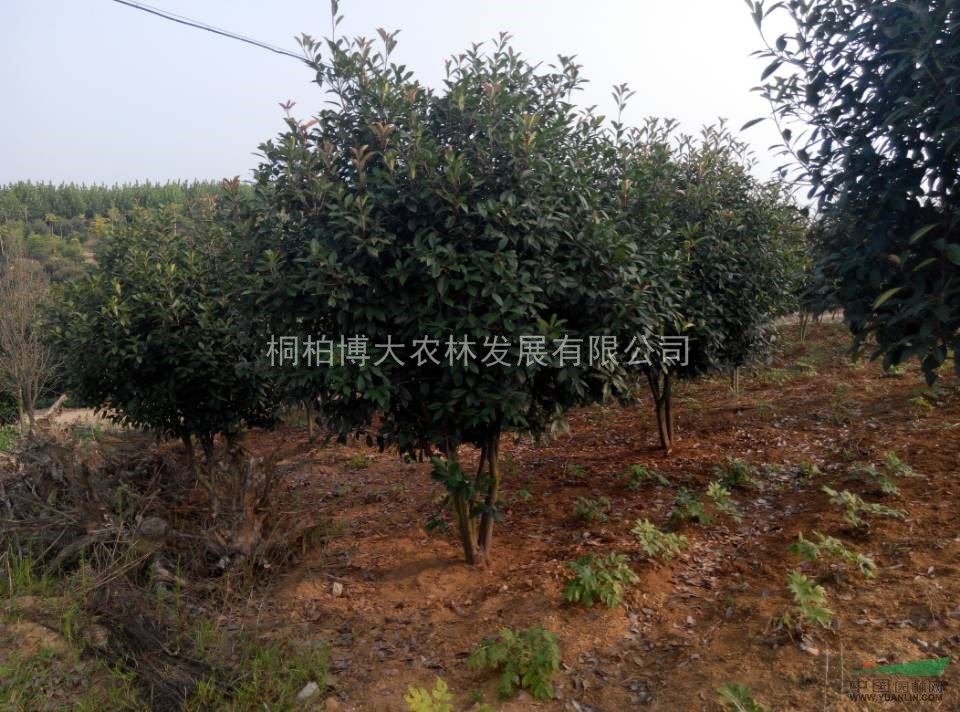紅葉石楠球 河南紅葉石楠基地 紅葉石楠球自產(chǎn)自銷(xiāo)