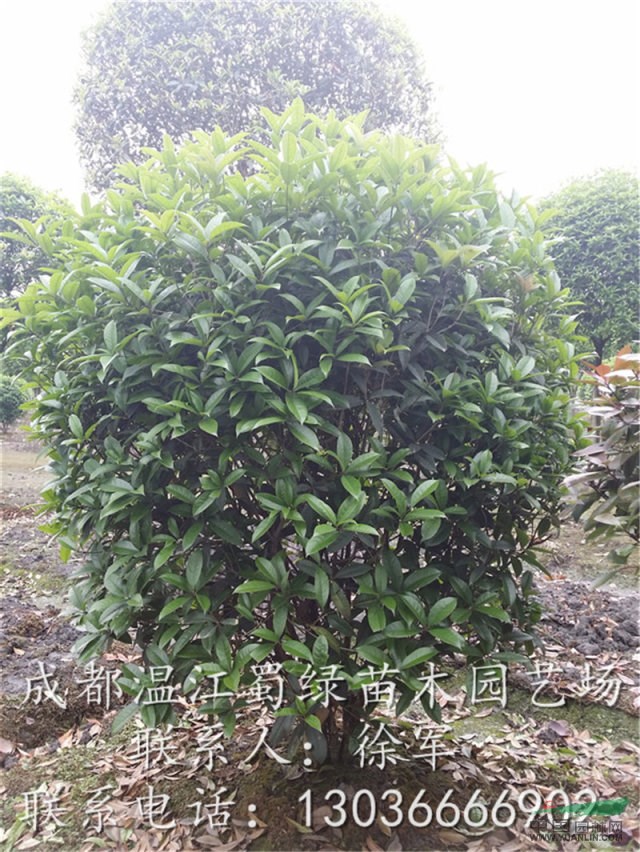 批發(fā)四川地籠子桂花球冠幅1-2.5米，成都地籠子桂花球誠供