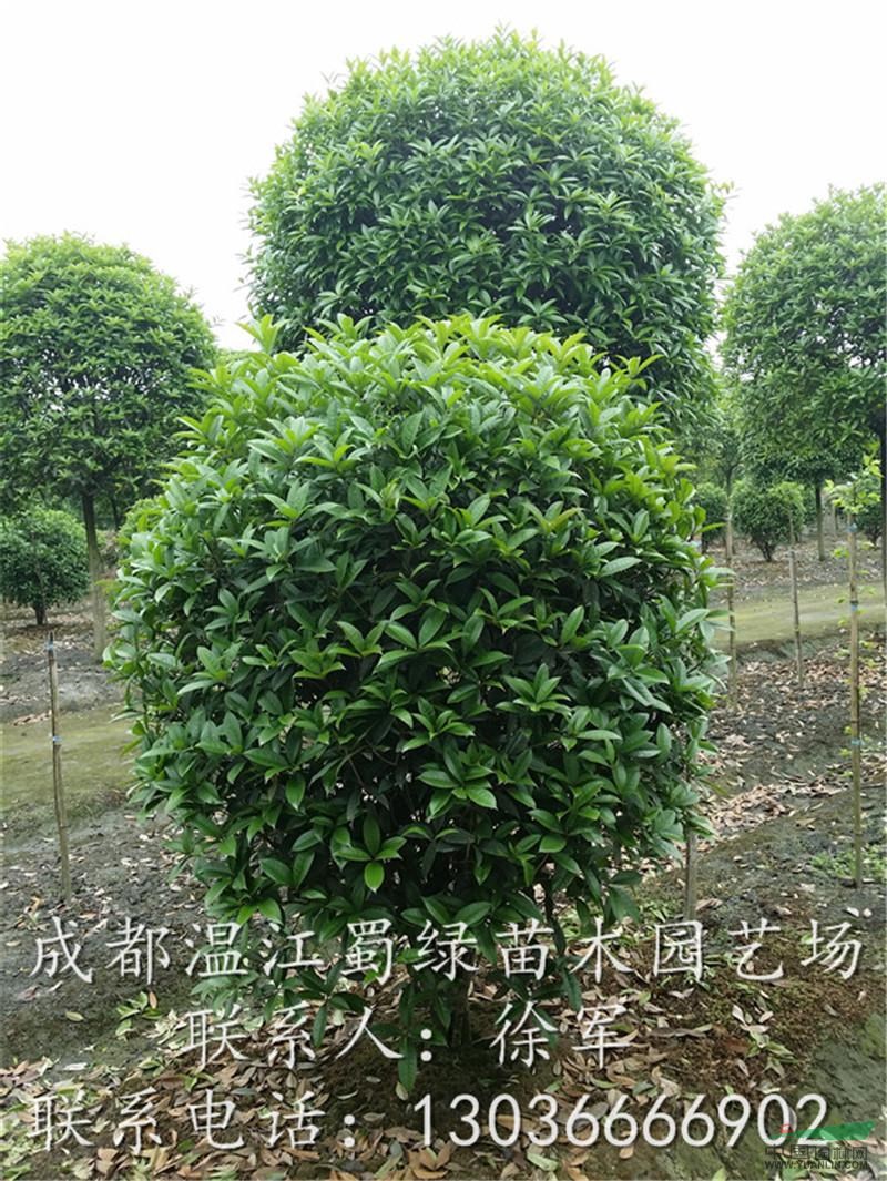 批發(fā)四川地籠子桂花球冠幅1-2.5米，成都地籠子桂花球誠供