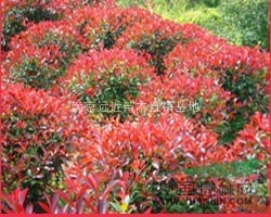 紅葉石楠基地  精品紅葉石楠  紅葉石楠球  高桿紅葉石楠