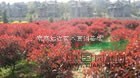 紅葉石楠基地  精品紅葉石楠  紅葉石楠球  高桿紅葉石楠