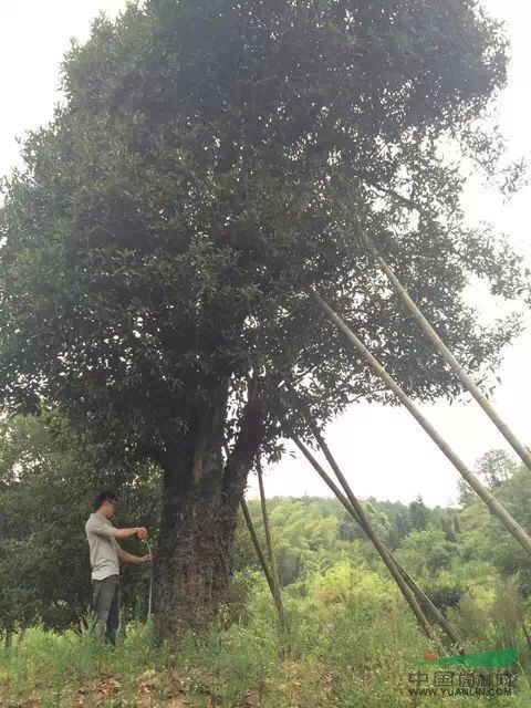 浙江麗水  大型桂花樹  丹桂 成林種植/品質(zhì)保證