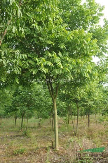優(yōu)質(zhì)欒樹 河南欒樹基地直供 欒樹價格優(yōu)惠
