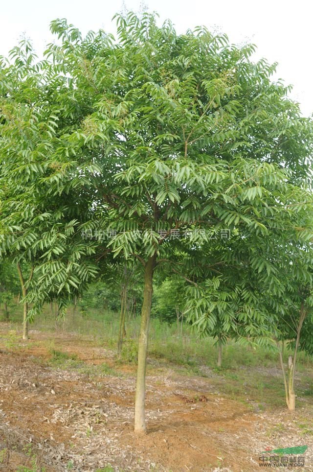 優(yōu)質(zhì)欒樹 河南欒樹基地直供 欒樹價格優(yōu)惠
