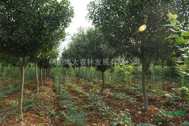桿狀紅葉石楠 獨(dú)桿紅葉石楠 河南紅葉石楠基地直供