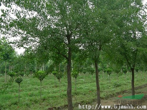 現(xiàn)在小杜仲價(jià)格，大杜仲價(jià)格，杜仲產(chǎn)地