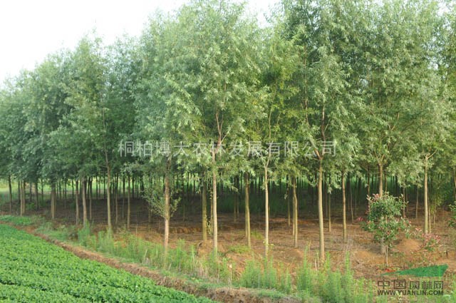 柳樹 河南柳樹基地 柳樹規(guī)格齊全