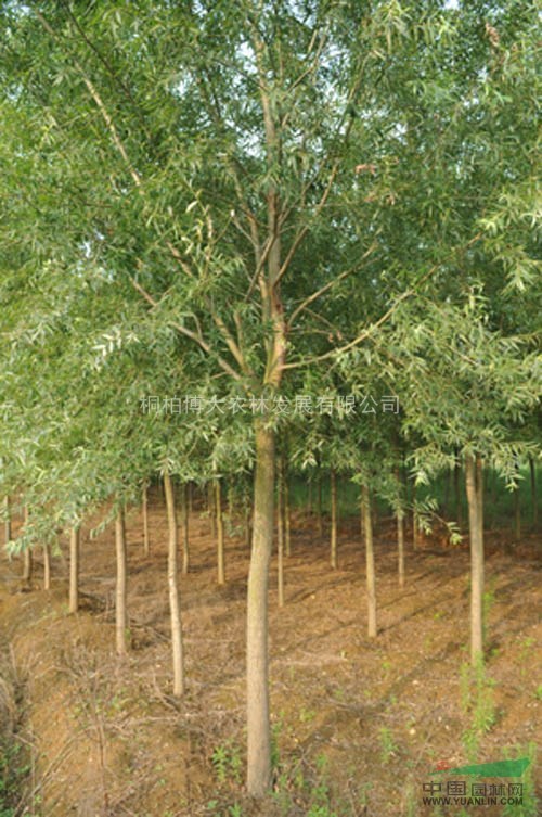 柳樹 河南柳樹基地 柳樹規(guī)格齊全