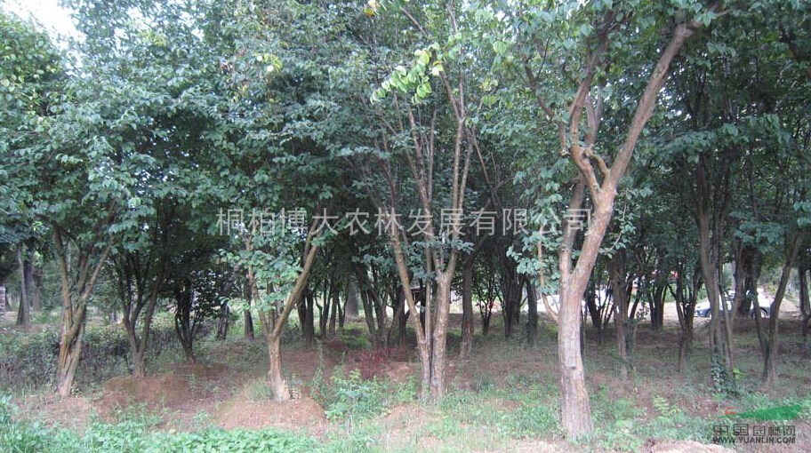 木瓜 河南木瓜基地直供 木瓜規(guī)格齊全