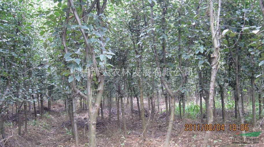 木瓜 河南木瓜基地直供 木瓜規(guī)格齊全