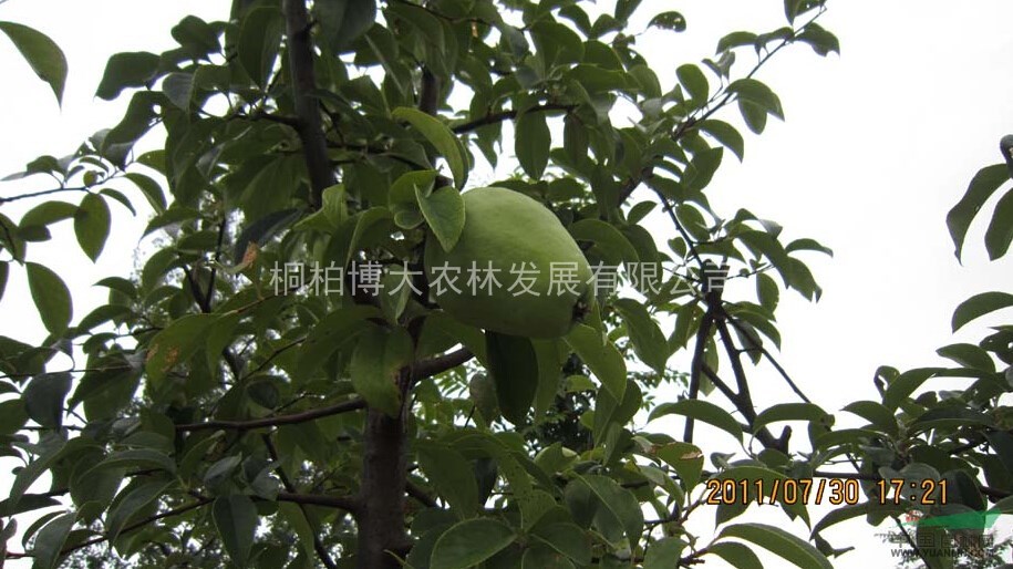 木瓜自產(chǎn)自銷 河南木瓜大量供應(yīng) 木瓜價(jià)格優(yōu)惠
