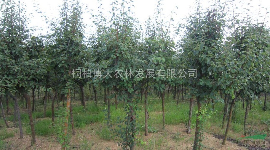 木瓜自產(chǎn)自銷 河南木瓜大量供應(yīng) 木瓜價(jià)格優(yōu)惠