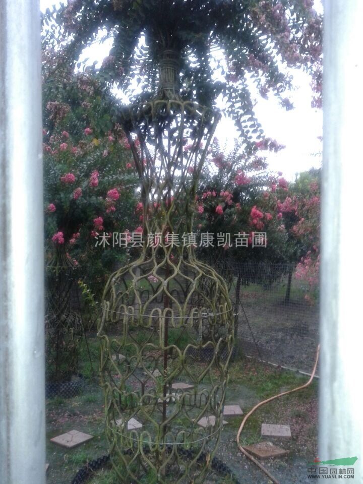 紫薇