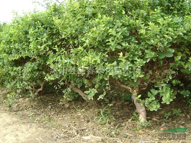 供應(yīng)金銀花大樹(shù) 優(yōu)良品種種植金銀花大樹(shù)
