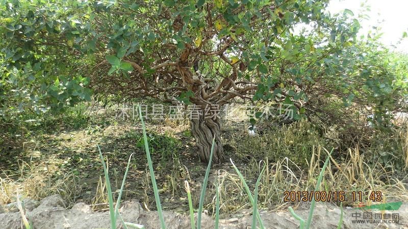 供應(yīng)金銀花大樹(shù) 優(yōu)良品種種植金銀花大樹(shù)