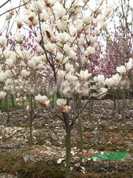 廣玉蘭價(jià)格提供、廣玉蘭價(jià)格預(yù)測(cè)、廣玉蘭價(jià)格參考