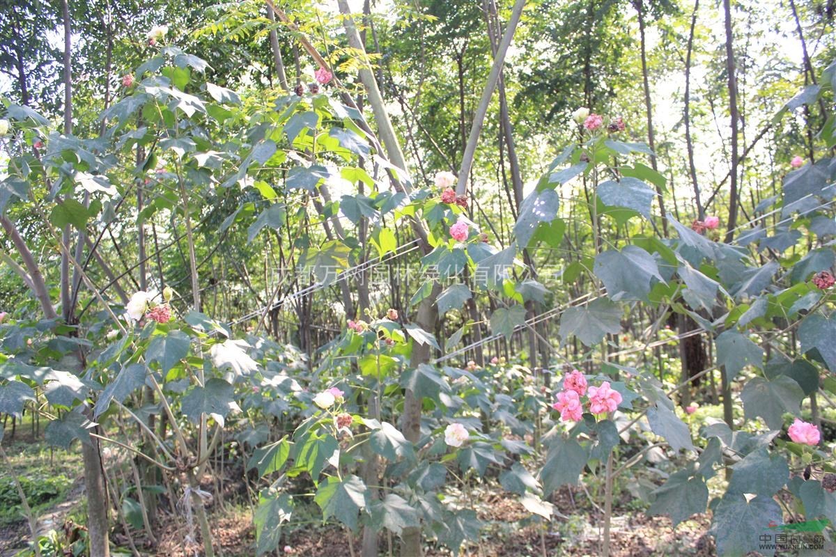 供應(yīng)木芙蓉 成都木芙蓉 木芙蓉價格 萬樹園林售