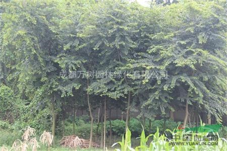 供應(yīng)欒樹 成都欒樹 欒樹苗木價(jià)格 欒樹批發(fā) 萬樹園林供應(yīng)
