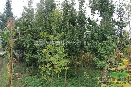 四川地區(qū)供應(yīng)銀杏 銀杏苗木價格 銀杏行道樹 萬樹園林供應(yīng)