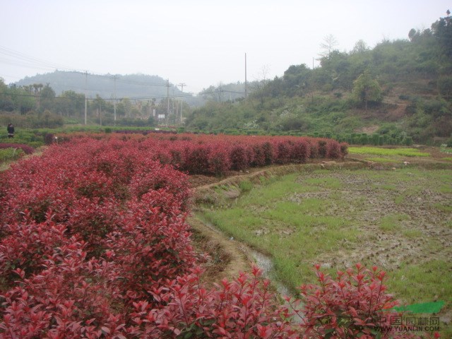 紅葉石楠柱 紅葉石楠樁景樹