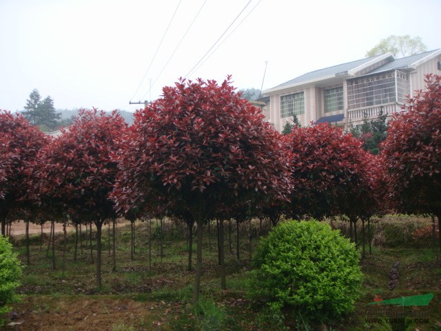 紅葉石楠樹(shù)