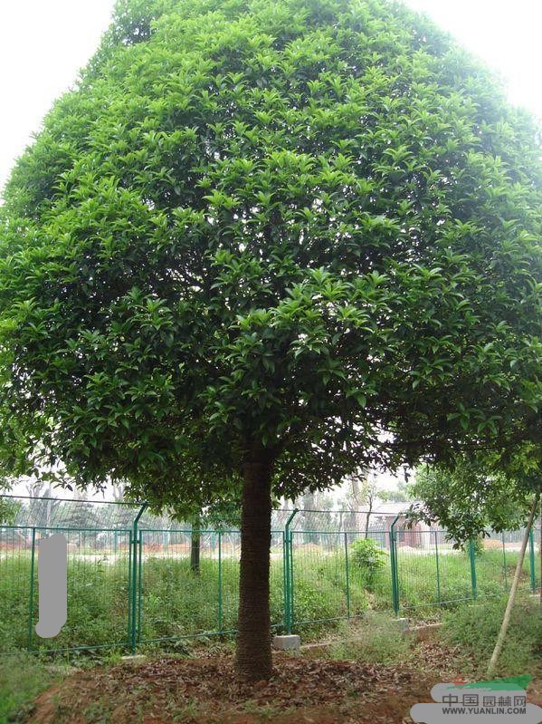 金桂八月桂米經(jīng)12公分?jǐn)?shù)量1500棵