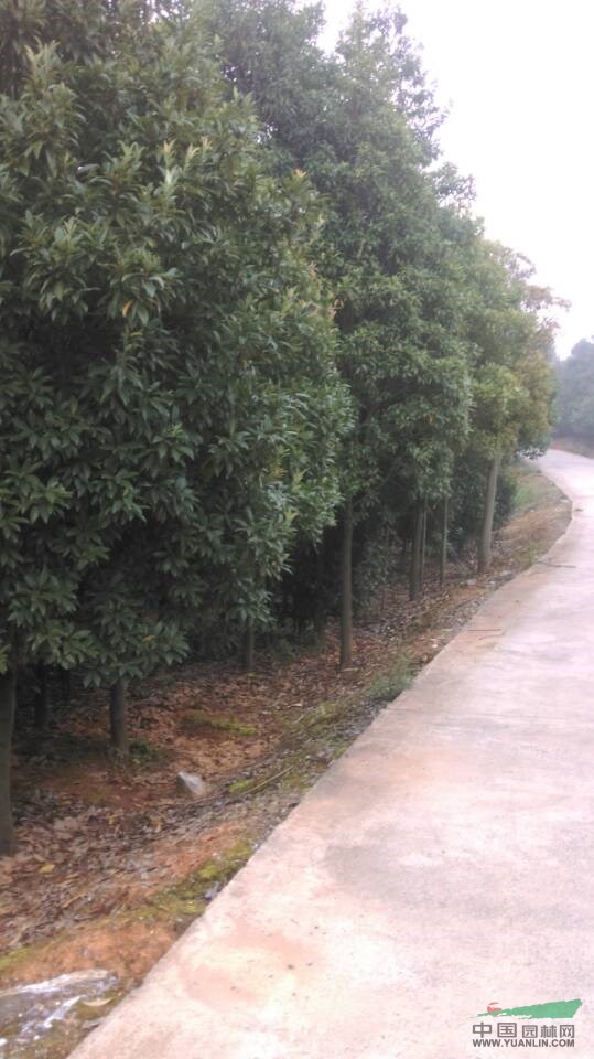 江西專供紅葉石楠